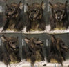 WolfLux LED Werewolf Mask | Glowing Eyes and Moving Ears for the Perfect Cosplay and Halloween Costume