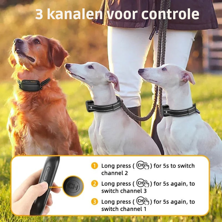 ProTrain – Rechargeable, Waterproof Dog Training Collar