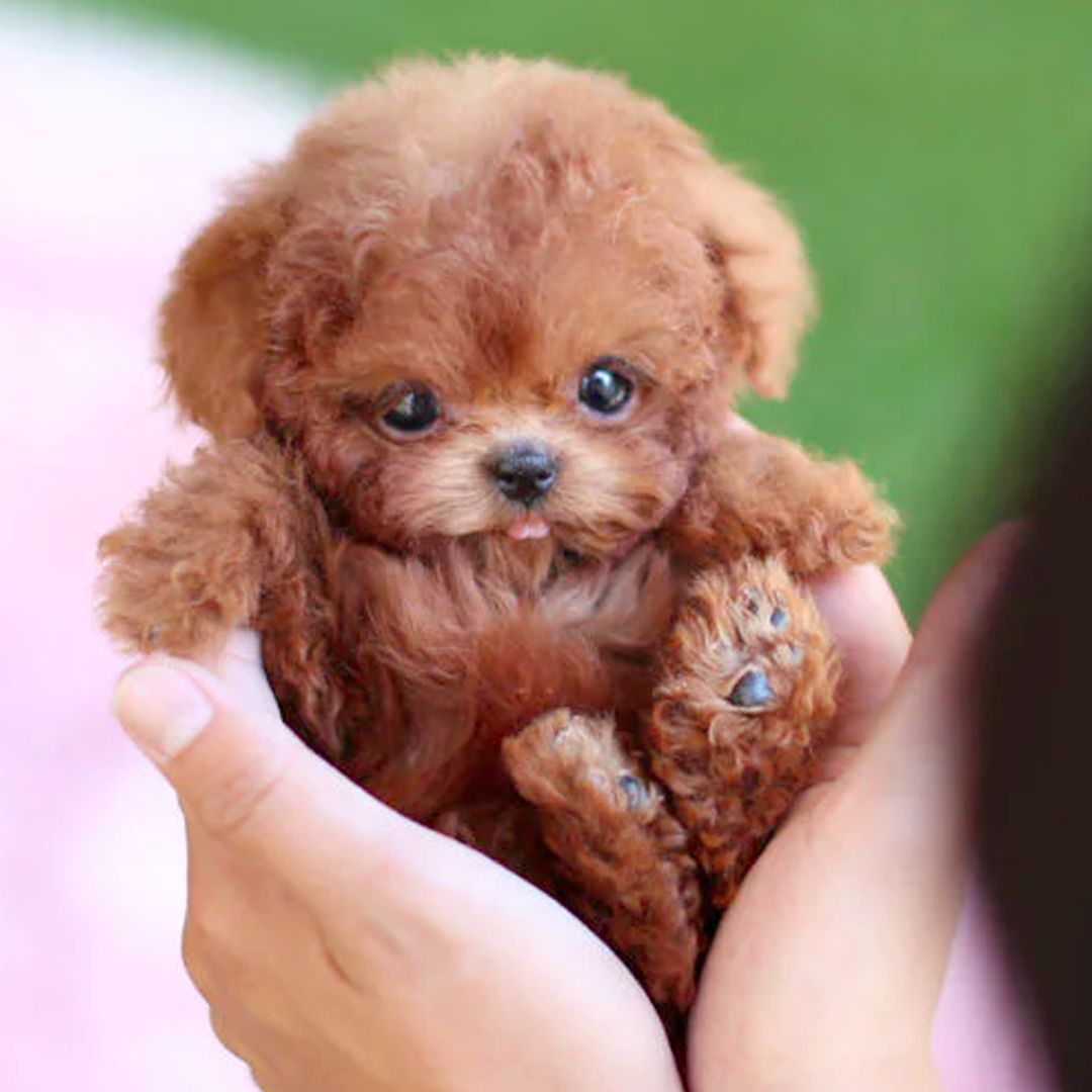 Children's Interactive Robotic Puppy for Lifelike Companionship